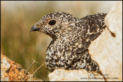 White-tailed Ptarmigan (Lagopus leucurus)