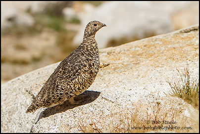 White-tailed Ptarmigan (Lagopus leucurus)
