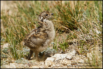 White-tailed Ptarmigan (Lagopus leucurus)