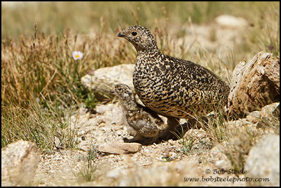 White-tailed Ptarmigan (Lagopus leucurus)