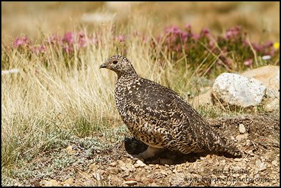White-tailed Ptarmigan (Lagopus leucurus)