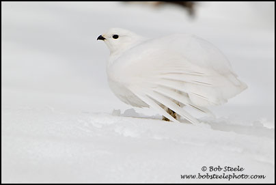 White-tailed Ptarmigan (Lagopus leucurus)
