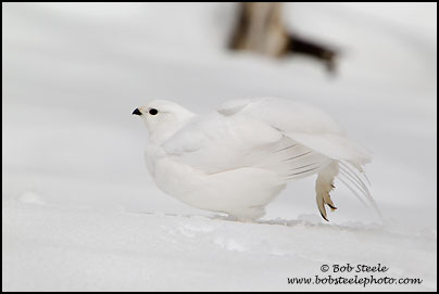 White-tailed Ptarmigan (Lagopus leucurus)