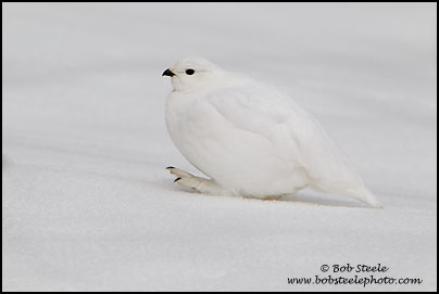 White-tailed Ptarmigan (Lagopus leucurus)