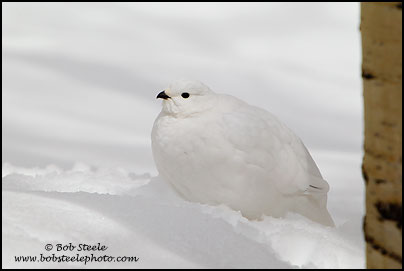 White-tailed Ptarmigan (Lagopus leucurus)