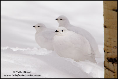 White-tailed Ptarmigan (Lagopus leucurus)