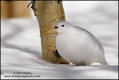 White-tailed Ptarmigan (Lagopus leucurus)