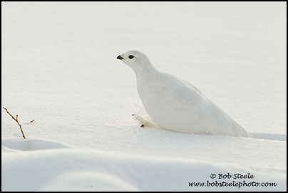 White-tailed Ptarmigan (Lagopus leucurus)