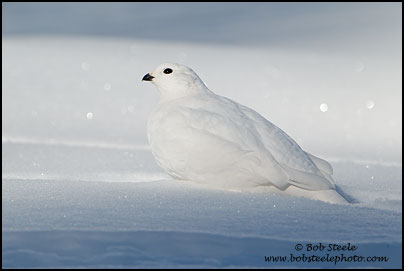 White-tailed Ptarmigan (Lagopus leucurus)