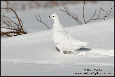 White-tailed Ptarmigan (Lagopus leucurus)