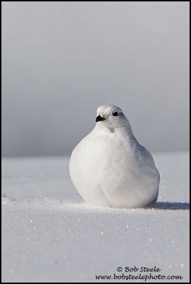 White-tailed Ptarmigan (Lagopus leucurus)