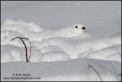 White-tailed Ptarmigan (Lagopus leucurus)