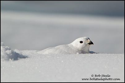 White-tailed Ptarmigan (Lagopus leucurus)