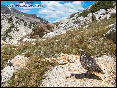 White-tailed Ptarmigan (Lagopus leucurus)