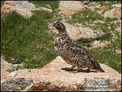 White-tailed Ptarmigan (Lagopus leucurus)
