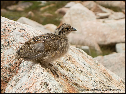 White-tailed Ptarmigan (Lagopus leucurus)