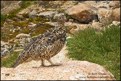 White-tailed Ptarmigan (Lagopus leucurus)