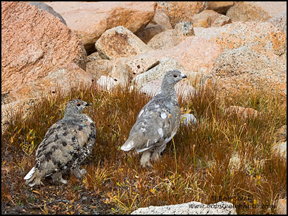 White-tailed Ptarmigan (Lagopus leucurus)