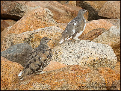 White-tailed Ptarmigan (Lagopus leucurus)