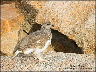 White-tailed Ptarmigan (Lagopus leucurus)