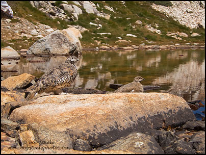 White-tailed Ptarmigan (Lagopus leucurus)