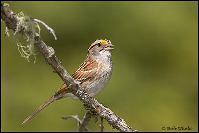 White-throated Sparrow (Zonotrichia albicollis)