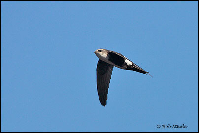 White-throated Swift (Aeronautes saxatalis)