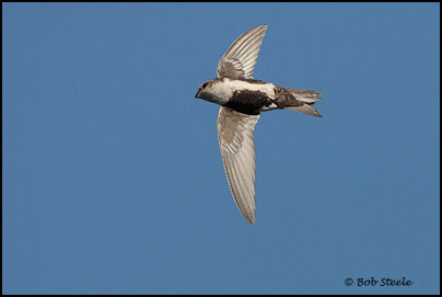 White-throated Swift (Aeronautes saxatalis)