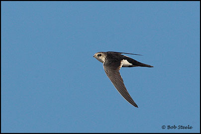 White-throated Swift (Aeronautes saxatalis)