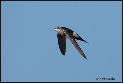 White-throated Swift (Aeronautes saxatalis)