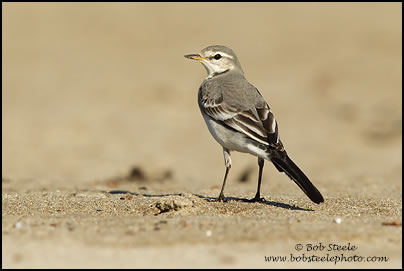 White Wagtail (Motacilla alba)