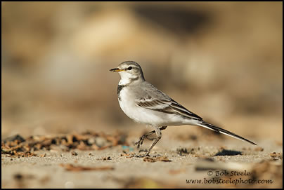 White Wagtail (Motacilla alba)