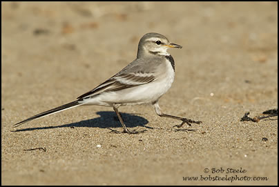 White Wagtail (Motacilla alba)
