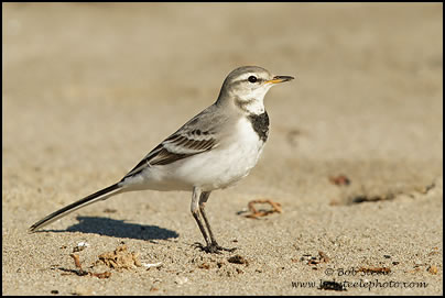 White Wagtail (Motacilla alba)