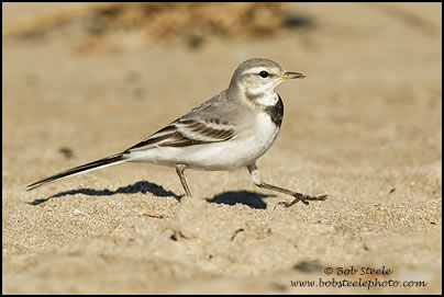 White Wagtail (Motacilla alba)