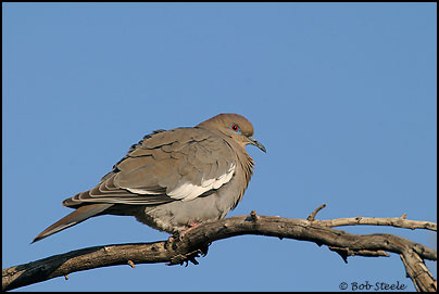 White-winged Dove (Zenaida asiatica)