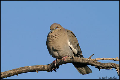 White-winged Dove (Zenaida asiatica)