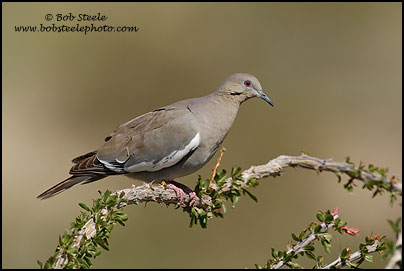 White-winged Dove (Zenaida asiatica)