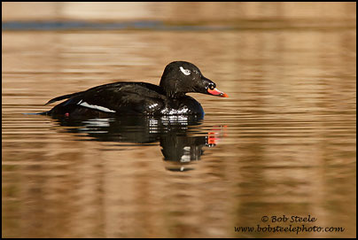 White-winged Scoter (Melanitta fusca)