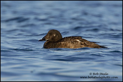 White-winged Scoter (Melanitta fusca)