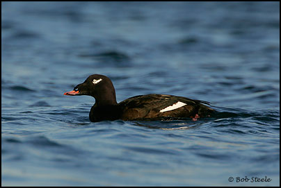 White-winged Scoter (Melanitta fusca)