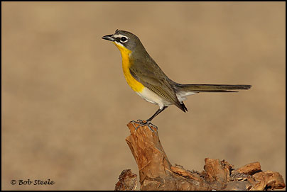 Yellow-breasted Chat (Icteria virens)
