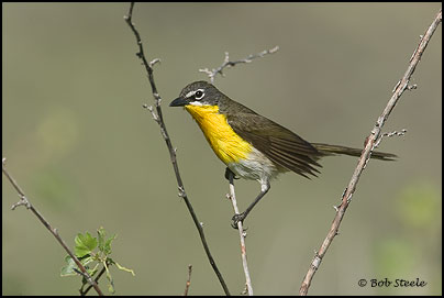 Yellow-breasted Chat (Icteria virens)