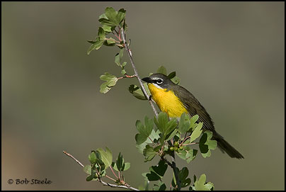 Yellow-breasted Chat (Icteria virens)