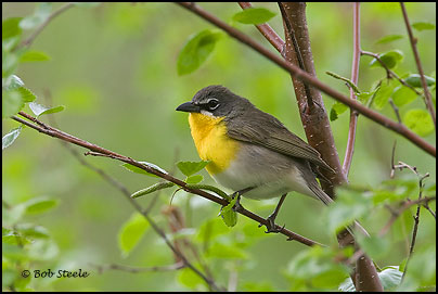 Yellow-breasted Chat (Icteria virens)