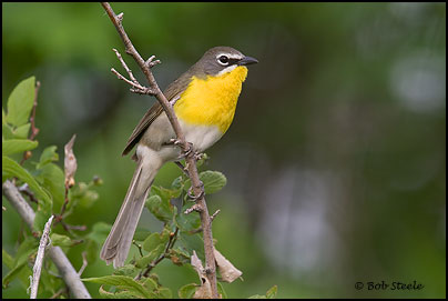 Yellow-breasted Chat (Icteria virens)