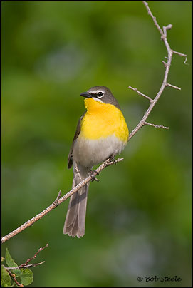 Yellow-breasted Chat (Icteria virens)