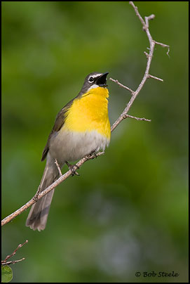 Yellow-breasted Chat (Icteria virens)