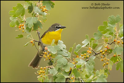 Yellow-breasted Chat (Icteria virens)
