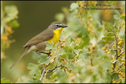 Yellow-breasted Chat (Icteria virens)
